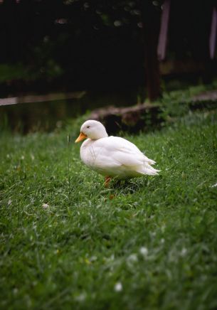 duck, white, crackles Wallpaper 1668x2388