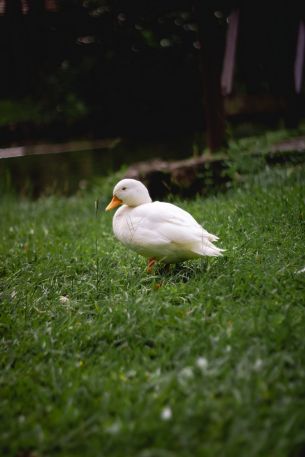 duck, white, crackles Wallpaper 640x960