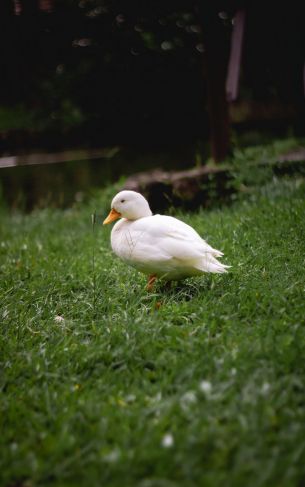 duck, white, crackles Wallpaper 1752x2800