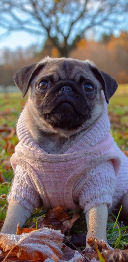 pug, autumn Wallpaper 1440x2960