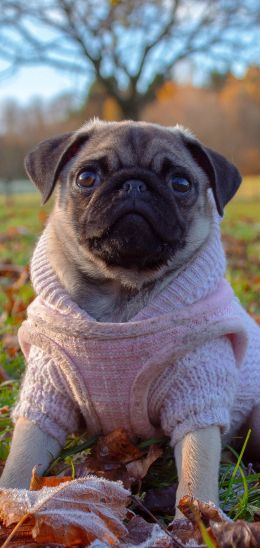 pug, autumn Wallpaper 1080x2280