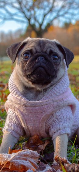 pug, autumn Wallpaper 1242x2688