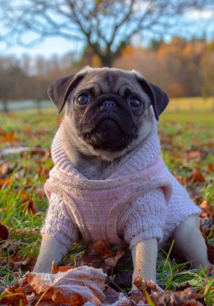 pug, autumn Wallpaper 1668x2388