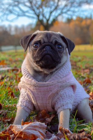 pug, autumn Wallpaper 640x960