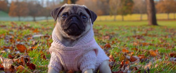 pug, autumn Wallpaper 3440x1440