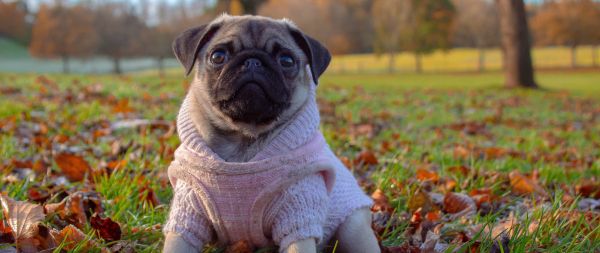 pug, autumn Wallpaper 2560x1080