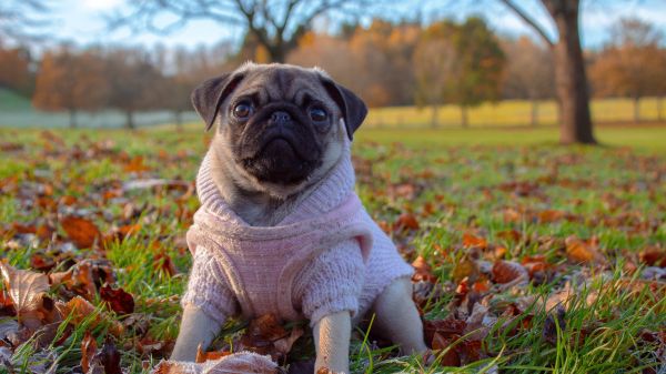 pug, autumn Wallpaper 2048x1152