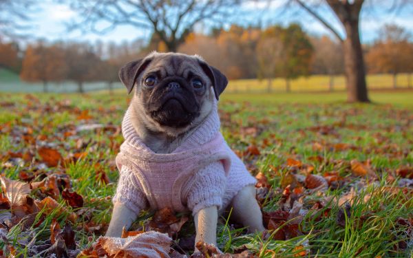 pug, autumn Wallpaper 2560x1600