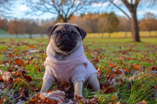 pug, autumn Wallpaper 5184x3456