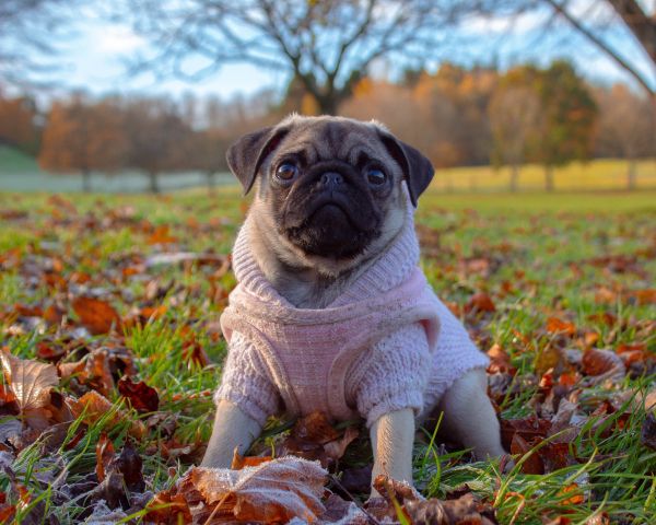 pug, autumn Wallpaper 1280x1024