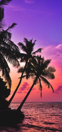 Обои 720x1520 Мальдивы, пальмы, закат