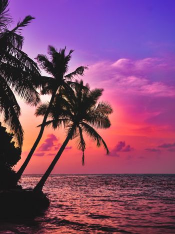 Maldives, palm trees, sunset Wallpaper 2048x2732