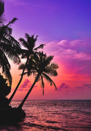 Maldives, palm trees, sunset Wallpaper 1640x2360