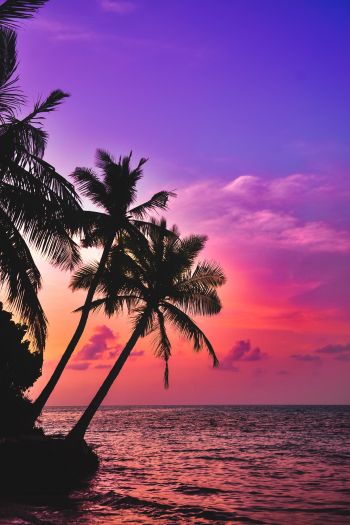 Обои 640x960 Мальдивы, пальмы, закат