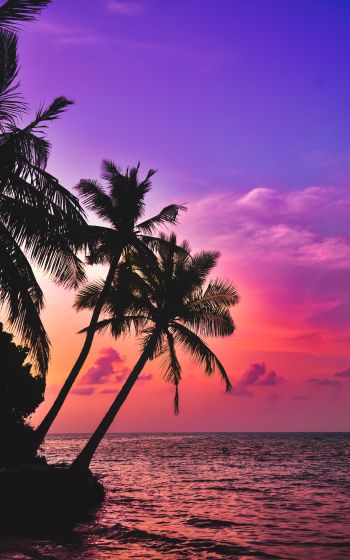 Maldives, palm trees, sunset Wallpaper 1600x2560