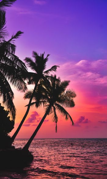 Maldives, palm trees, sunset Wallpaper 1200x2000