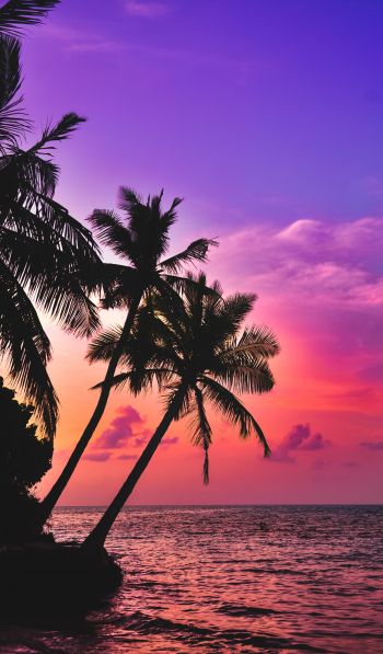 Maldives, palm trees, sunset Wallpaper 600x1024