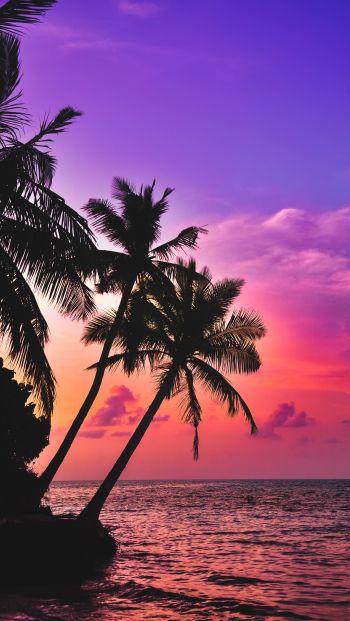 Обои 640x1136 Мальдивы, пальмы, закат