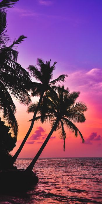 Maldives, palm trees, sunset Wallpaper 720x1440