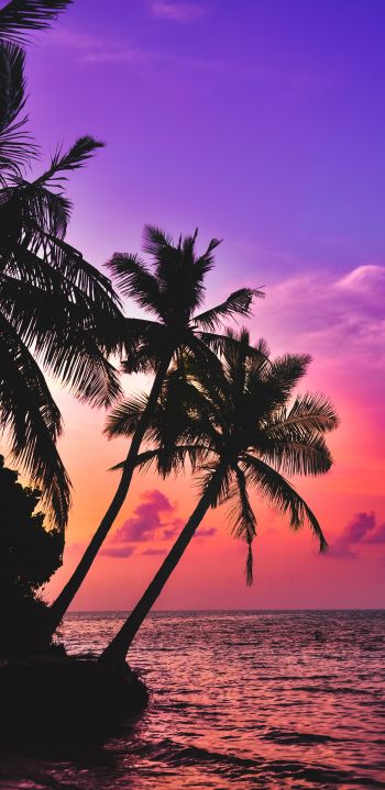 Обои 1080x2220 Мальдивы, пальмы, закат
