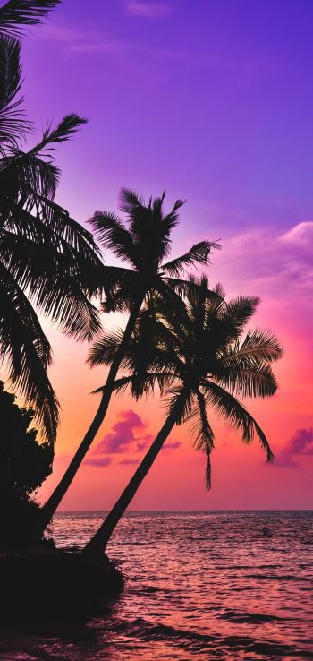 Обои 720x1520 Мальдивы, пальмы, закат