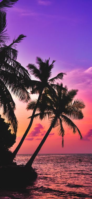 Maldives, palm trees, sunset Wallpaper 828x1792