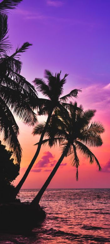 Maldives, palm trees, sunset Wallpaper 1080x2400