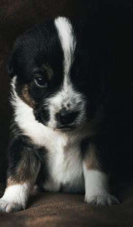 puppy, pet, cute Wallpaper 600x1024