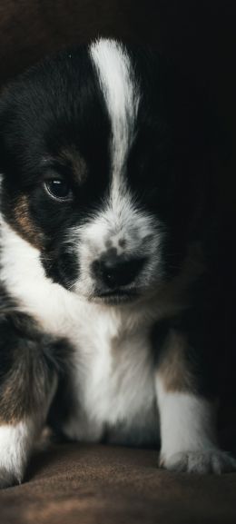 puppy, pet, cute Wallpaper 720x1600