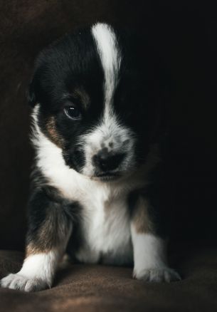 puppy, pet, cute Wallpaper 1640x2360