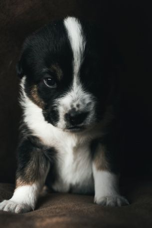 puppy, pet, cute Wallpaper 640x960