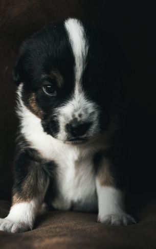 puppy, pet, cute Wallpaper 1752x2800