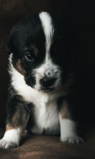 puppy, pet, cute Wallpaper 1200x2000