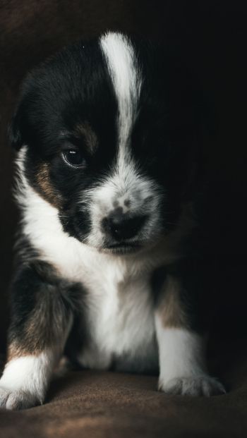 puppy, pet, cute Wallpaper 640x1136