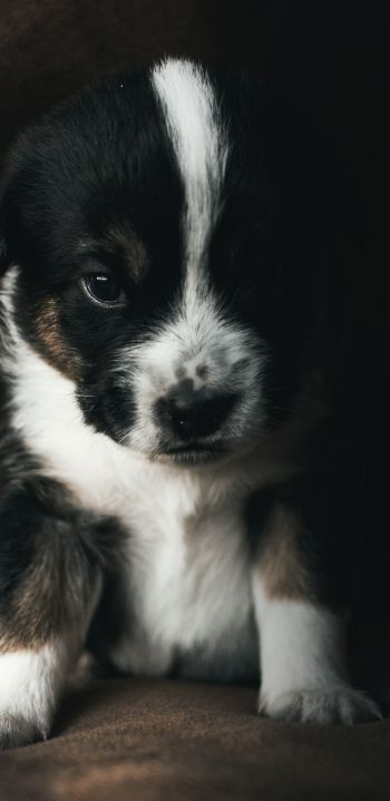puppy, pet, cute Wallpaper 1080x2220