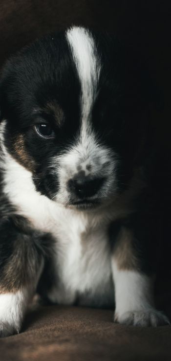 puppy, pet, cute Wallpaper 1440x3040