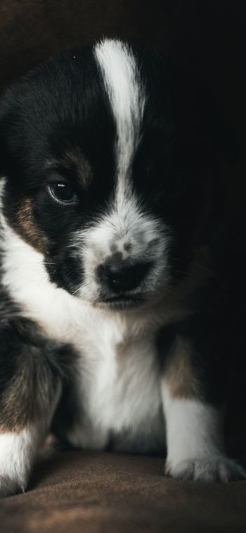 puppy, pet, cute Wallpaper 1080x2340