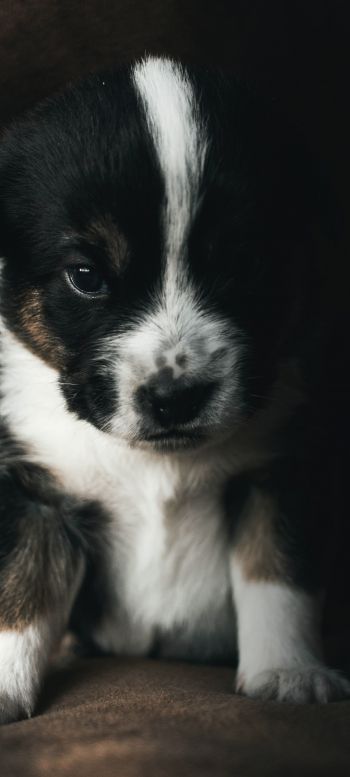 puppy, pet, cute Wallpaper 1440x3200