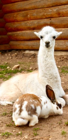 alpaca, rabbit Wallpaper 1080x2220