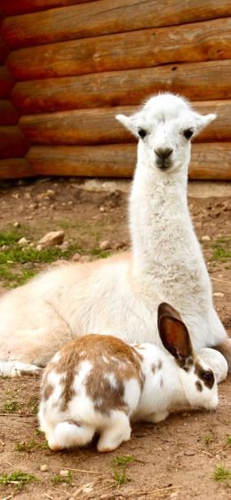 alpaca, rabbit Wallpaper 1080x2340