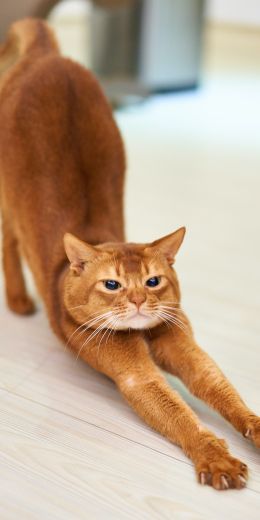cat, redhead, to stretch Wallpaper 720x1440