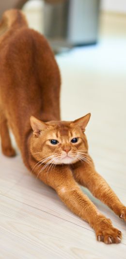 cat, redhead, to stretch Wallpaper 1080x2220