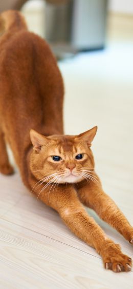 cat, redhead, to stretch Wallpaper 1080x2340