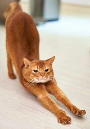 cat, redhead, to stretch Wallpaper 1668x2388