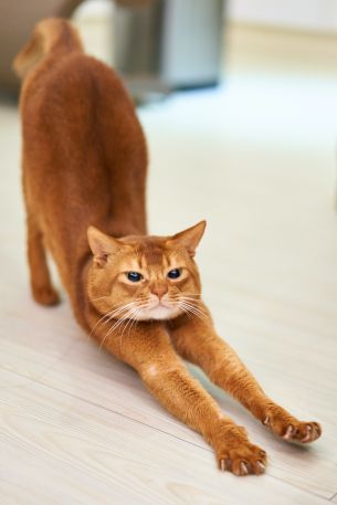 cat, redhead, to stretch Wallpaper 4282x6424