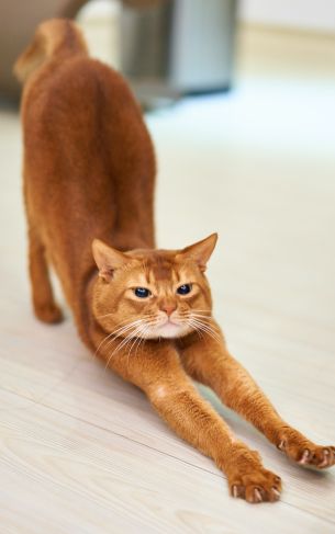 cat, redhead, to stretch Wallpaper 1752x2800