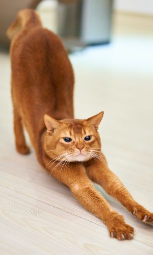 cat, redhead, to stretch Wallpaper 1200x2000