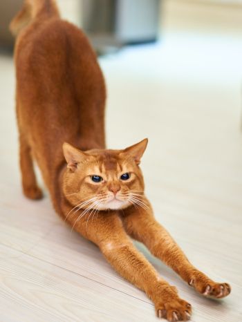 cat, redhead, to stretch Wallpaper 2048x2732