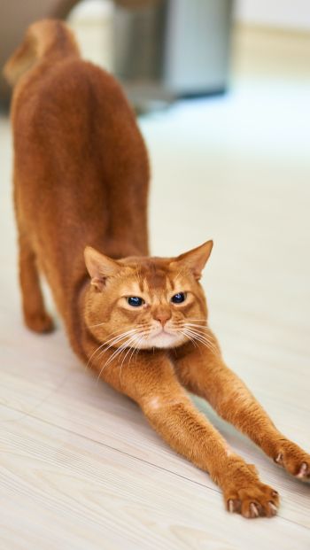 cat, redhead, to stretch Wallpaper 640x1136