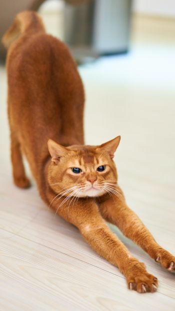 cat, redhead, to stretch Wallpaper 1440x2560